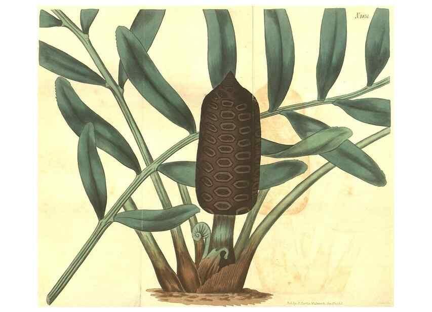 Reproducción/Reproduction 34343359084: Curtis's botanical magazine.. London ; New York [etc.] :Academic Press [etc.]
