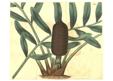Reproducción/Reproduction 34343359084: Curtis's botanical magazine.. London ; New York [etc.] :Academic Press [etc.]