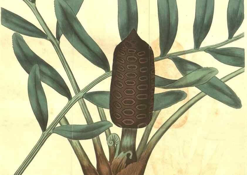 Reproducción/Reproduction 34343359084: Curtis's botanical magazine.. London ; New York [etc.] :Academic Press [etc.]