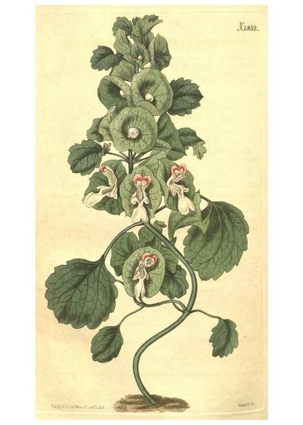 Reproducción/Reproduction 34343361394: Curtis's botanical magazine.. London ; New York [etc.] :Academic Press [etc.]