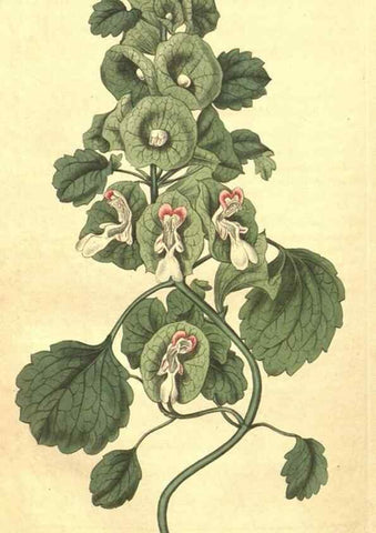 Reproducción/Reproduction 34343361394: Curtis's botanical magazine.. London ; New York [etc.] :Academic Press [etc.]