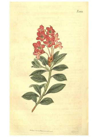 Reproducción/Reproduction 34343363514: Curtis's botanical magazine.. London ; New York [etc.] :Academic Press [etc.]
