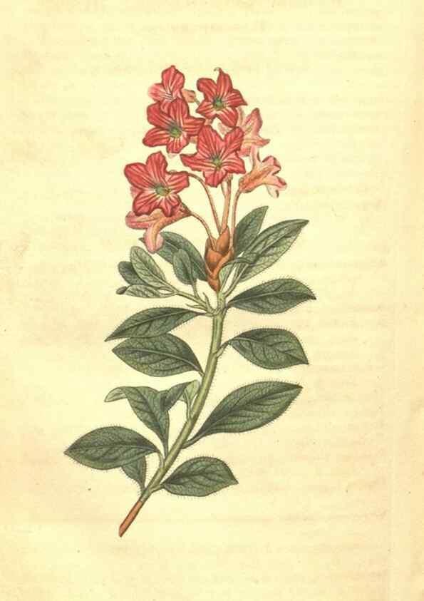 Reproducción/Reproduction 34343363514: Curtis's botanical magazine.. London ; New York [etc.] :Academic Press [etc.]