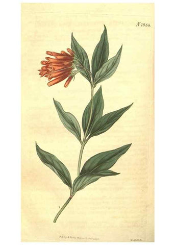 Reproducción/Reproduction 34343365724: Curtis's botanical magazine.. London ; New York [etc.] :Academic Press [etc.]
