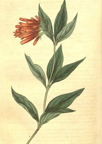 Reproducción/Reproduction 34343365724: Curtis's botanical magazine.. London ; New York [etc.] :Academic Press [etc.]
