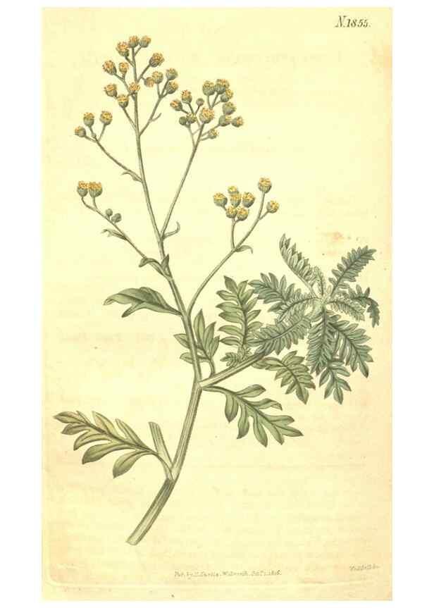 Reproducción/Reproduction 35147843166: Curtis's botanical magazine.. London ; New York [etc.] :Academic Press [etc.]
