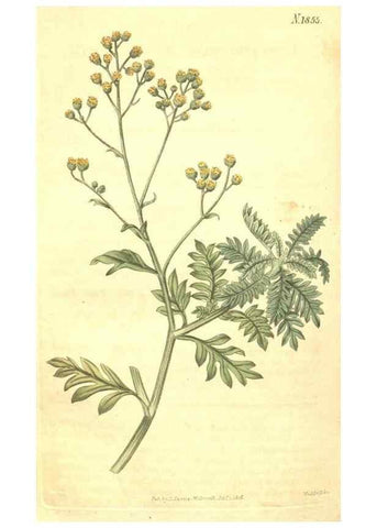 Reproducción/Reproduction 35147843166: Curtis's botanical magazine.. London ; New York [etc.] :Academic Press [etc.]
