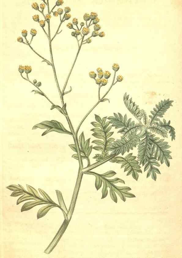 Reproducción/Reproduction 35147843166: Curtis's botanical magazine.. London ; New York [etc.] :Academic Press [etc.]