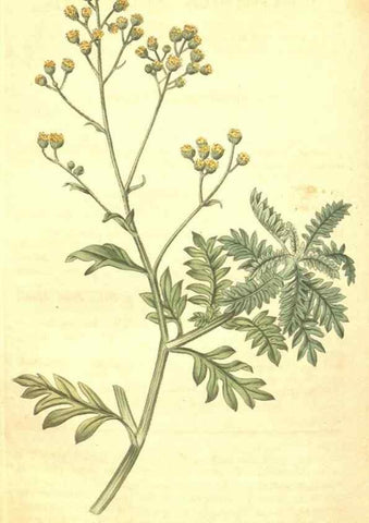Reproducción/Reproduction 35147843166: Curtis's botanical magazine.. London ; New York [etc.] :Academic Press [etc.]