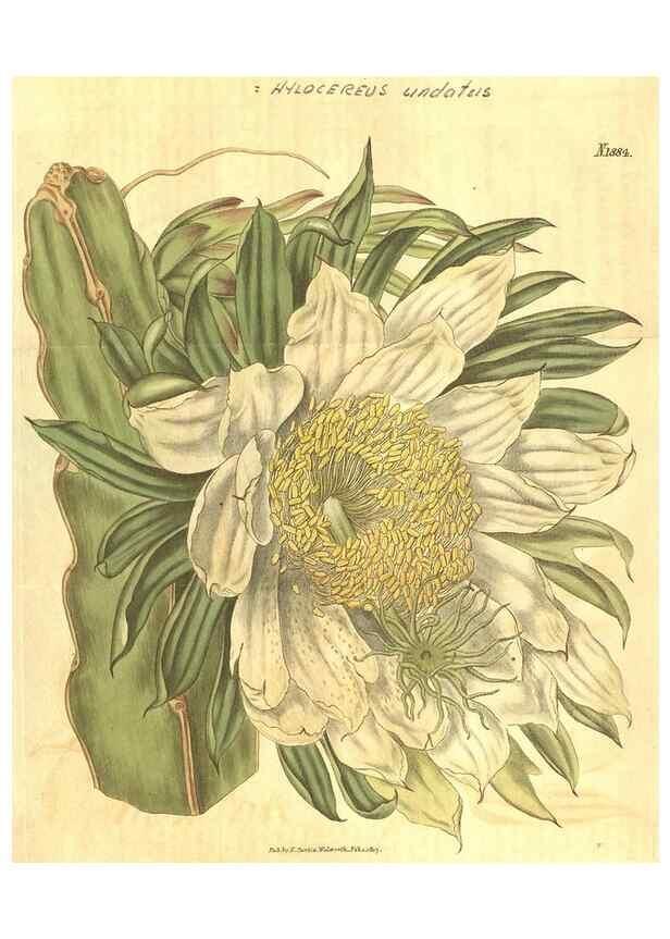 Reproducción/Reproduction 34801825930: Curtis's botanical magazine.. London ; New York [etc.] :Academic Press [etc.]