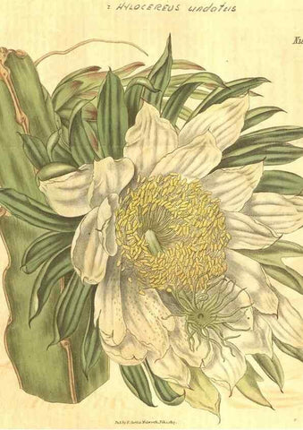 Reproducción/Reproduction 34801825930: Curtis's botanical magazine.. London ; New York [etc.] :Academic Press [etc.]