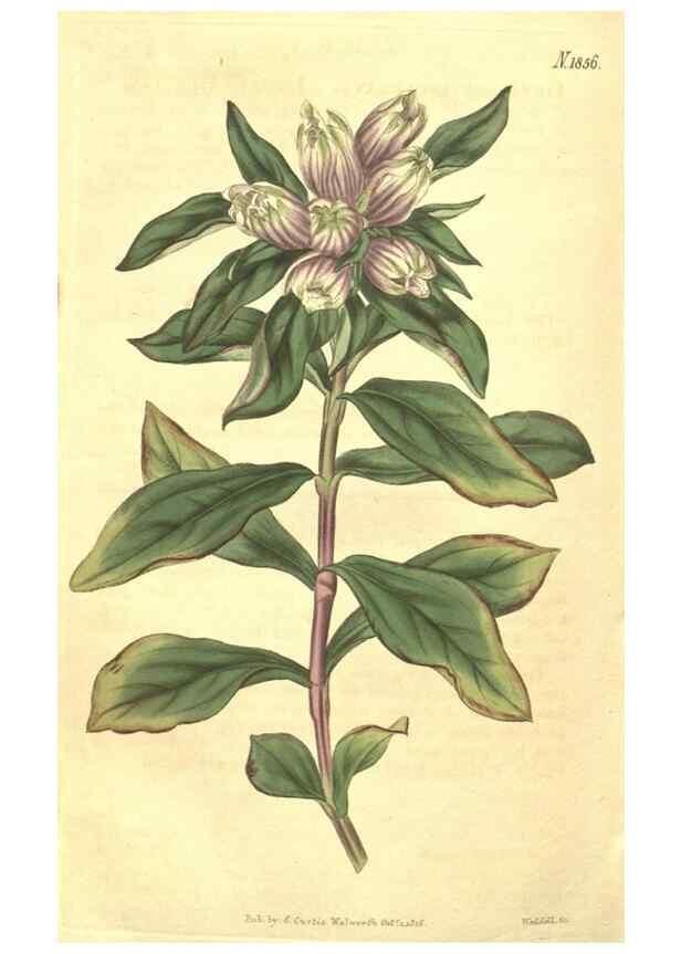 Reproducción/Reproduction 35147845376: Curtis's botanical magazine.. London ; New York [etc.] :Academic Press [etc.]