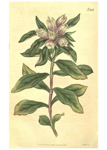 Reproducción/Reproduction 35147845376: Curtis's botanical magazine.. London ; New York [etc.] :Academic Press [etc.]