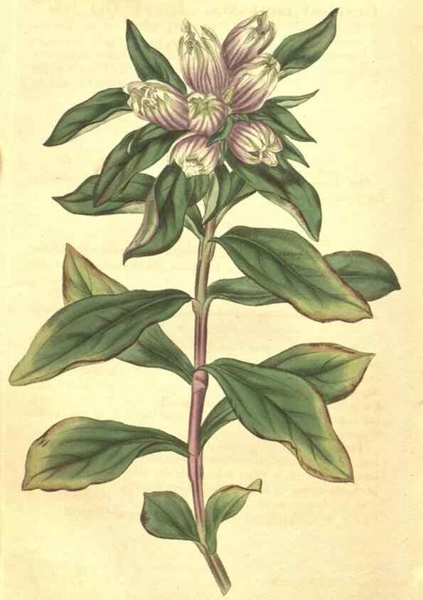 Reproducción/Reproduction 35147845376: Curtis's botanical magazine.. London ; New York [etc.] :Academic Press [etc.]