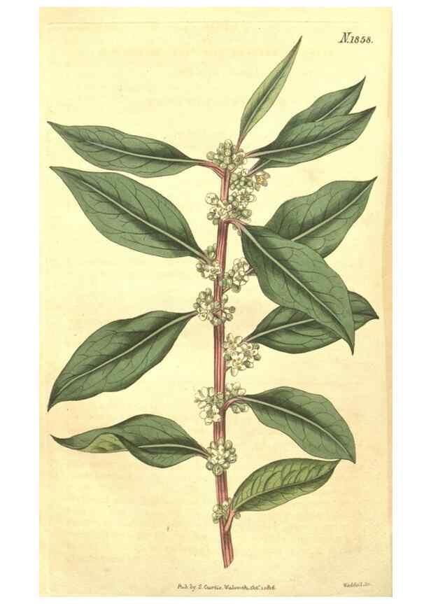 Reproducción/Reproduction 35188091225: Curtis's botanical magazine.. London ; New York [etc.] :Academic Press [etc.]