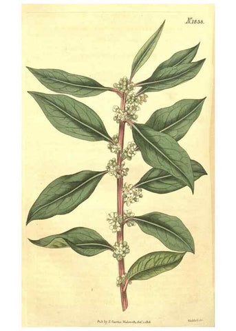 Reproducción/Reproduction 35188091225: Curtis's botanical magazine.. London ; New York [etc.] :Academic Press [etc.]