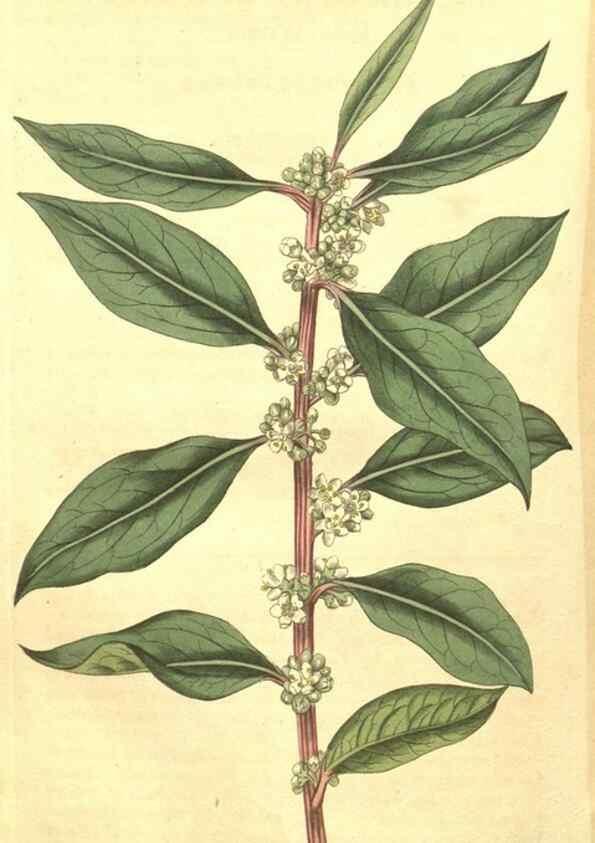 Reproducción/Reproduction 35188091225: Curtis's botanical magazine.. London ; New York [etc.] :Academic Press [etc.]