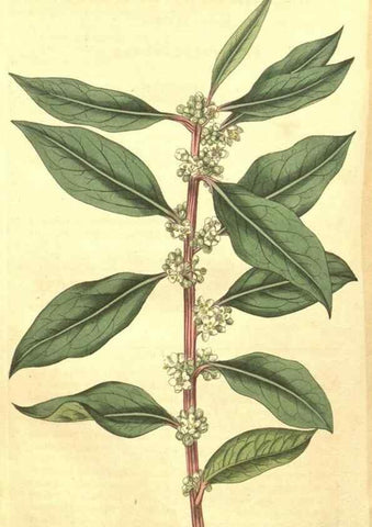 Reproducción/Reproduction 35188091225: Curtis's botanical magazine.. London ; New York [etc.] :Academic Press [etc.]