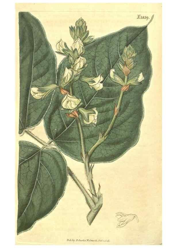 Reproducción/Reproduction 35188092885: Curtis's botanical magazine.. London ; New York [etc.] :Academic Press [etc.]