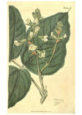 Reproducción/Reproduction 35188092885: Curtis's botanical magazine.. London ; New York [etc.] :Academic Press [etc.]