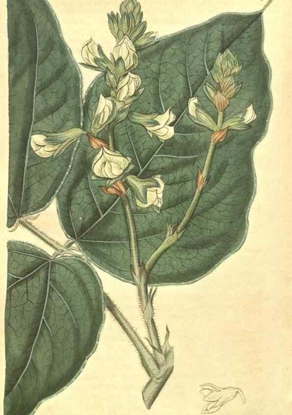 Reproducción/Reproduction 35188092885: Curtis's botanical magazine.. London ; New York [etc.] :Academic Press [etc.]