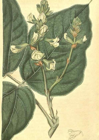 Reproducción/Reproduction 35188092885: Curtis's botanical magazine.. London ; New York [etc.] :Academic Press [etc.]