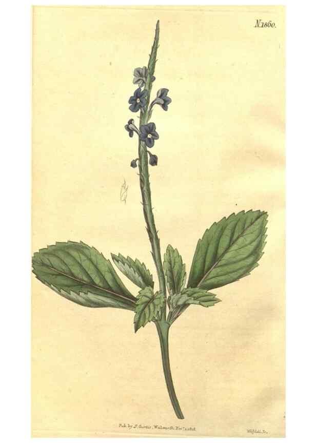 Reproducción/Reproduction 34801725290: Curtis's botanical magazine.. London ; New York [etc.] :Academic Press [etc.]