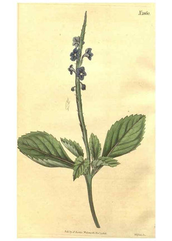 Reproducción/Reproduction 34801725290: Curtis's botanical magazine.. London ; New York [etc.] :Academic Press [etc.]