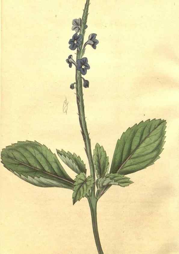 Reproducción/Reproduction 34801725290: Curtis's botanical magazine.. London ; New York [etc.] :Academic Press [etc.]