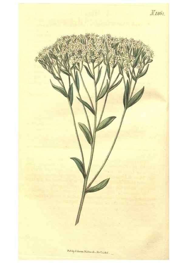 Reproducción/Reproduction 35188317275: Curtis's botanical magazine.. London ; New York [etc.] :Academic Press [etc.]