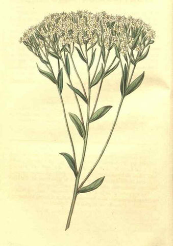 Reproducción/Reproduction 35188317275: Curtis's botanical magazine.. London ; New York [etc.] :Academic Press [etc.]