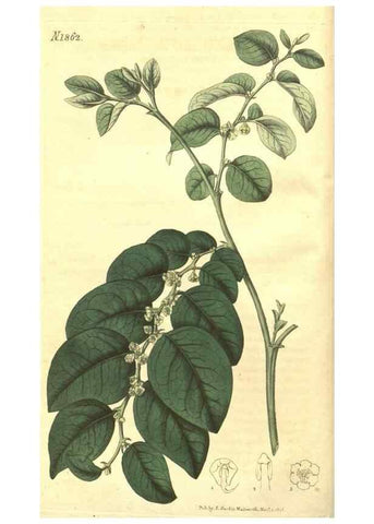 Reproducción/Reproduction 35057655251: Curtis's botanical magazine.. London ; New York [etc.] :Academic Press [etc.]