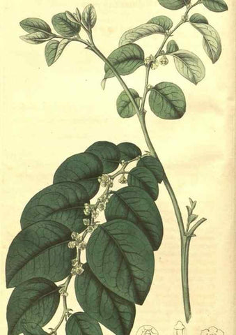 Reproducción/Reproduction 35057655251: Curtis's botanical magazine.. London ; New York [etc.] :Academic Press [etc.]