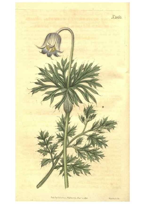 Reproducción/Reproduction 35188322535: Curtis's botanical magazine.. London ; New York [etc.] :Academic Press [etc.]