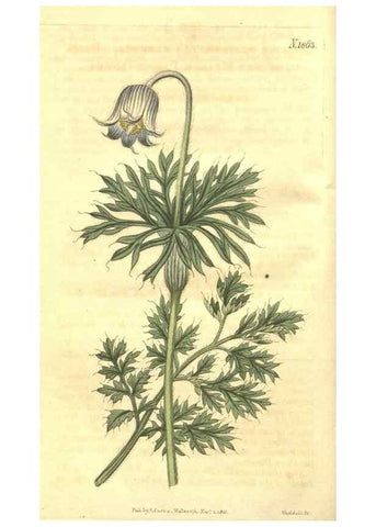 Reproducción/Reproduction 35188322535: Curtis's botanical magazine.. London ; New York [etc.] :Academic Press [etc.]