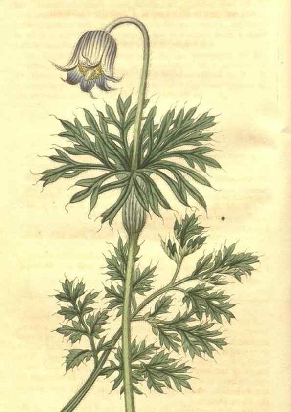 Reproducción/Reproduction 35188322535: Curtis's botanical magazine.. London ; New York [etc.] :Academic Press [etc.]