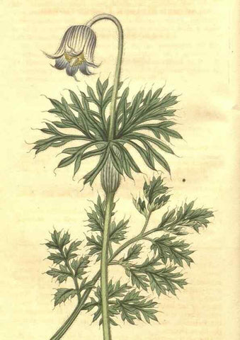 Reproducción/Reproduction 35188322535: Curtis's botanical magazine.. London ; New York [etc.] :Academic Press [etc.]