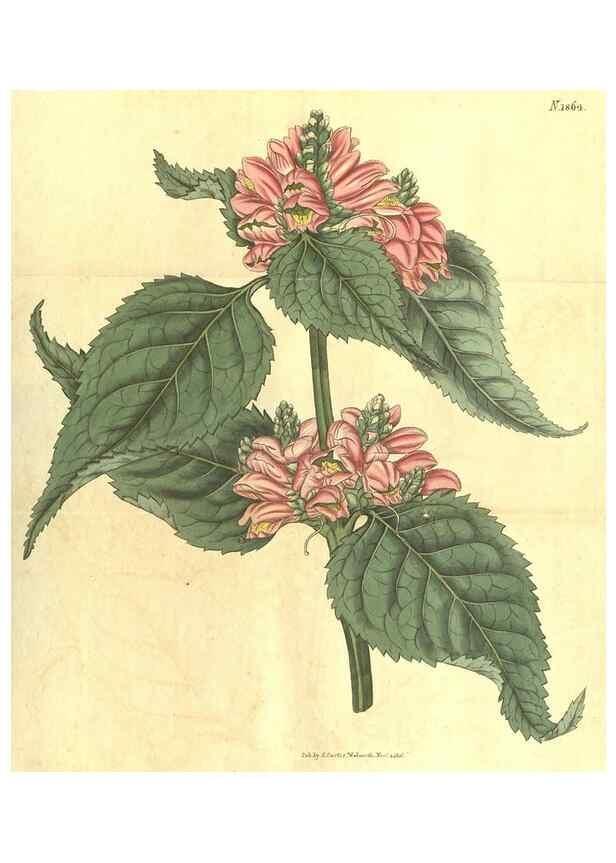 Reproducción/Reproduction 35148074396: Curtis's botanical magazine.. London ; New York [etc.] :Academic Press [etc.]