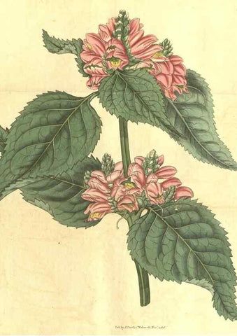 Reproducción/Reproduction 35148074396: Curtis's botanical magazine.. London ; New York [etc.] :Academic Press [etc.]