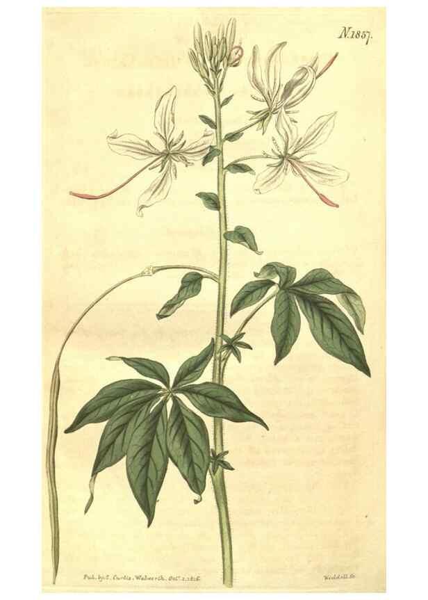 Reproducción/Reproduction 35188089305: Curtis's botanical magazine.. London ; New York [etc.] :Academic Press [etc.]