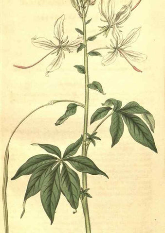 Reproducción/Reproduction 35188089305: Curtis's botanical magazine.. London ; New York [etc.] :Academic Press [etc.]