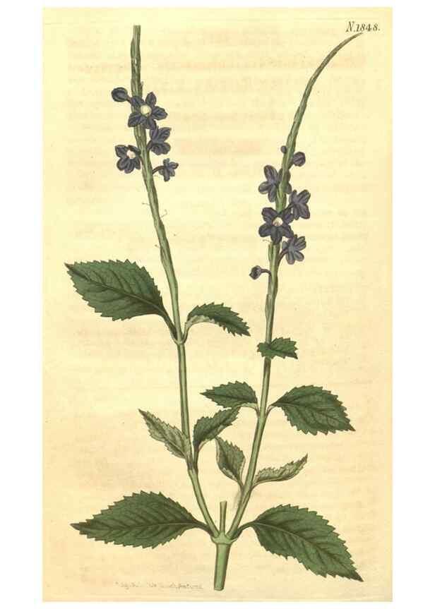 Reproducción/Reproduction 34343351804: Curtis's botanical magazine.. London ; New York [etc.] :Academic Press [etc.]