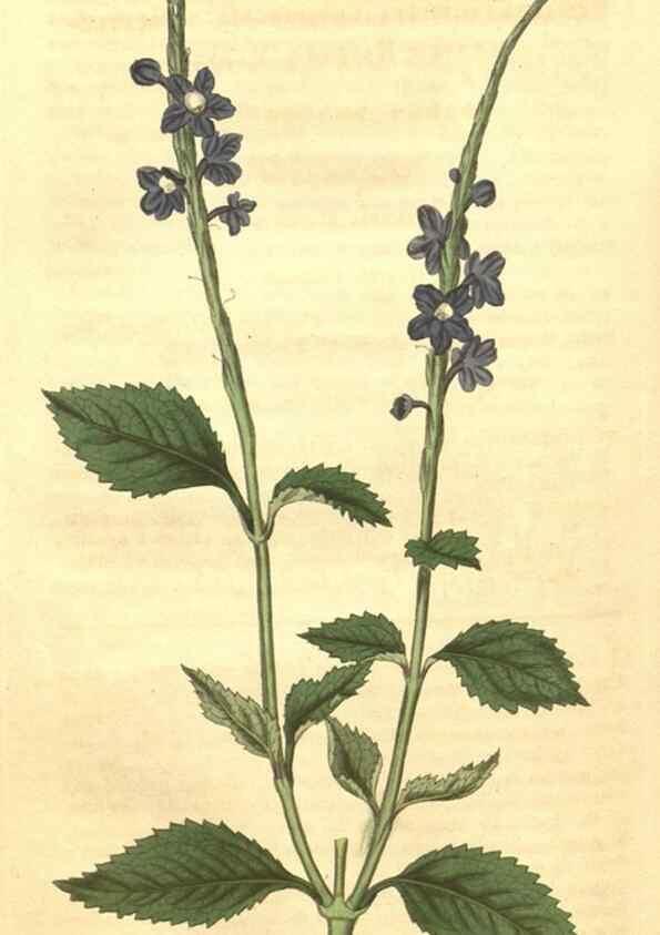 Reproducción/Reproduction 34343351804: Curtis's botanical magazine.. London ; New York [etc.] :Academic Press [etc.]