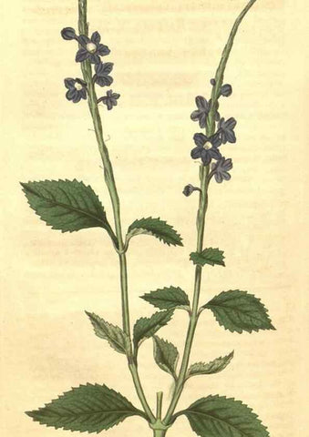 Reproducción/Reproduction 34343351804: Curtis's botanical magazine.. London ; New York [etc.] :Academic Press [etc.]