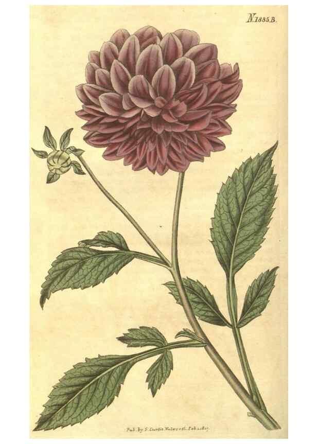 Reproducción/Reproduction 34343625034: Curtis's botanical magazine.. London ; New York [etc.] :Academic Press [etc.]