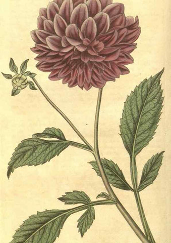 Reproducción/Reproduction 34343625034: Curtis's botanical magazine.. London ; New York [etc.] :Academic Press [etc.]