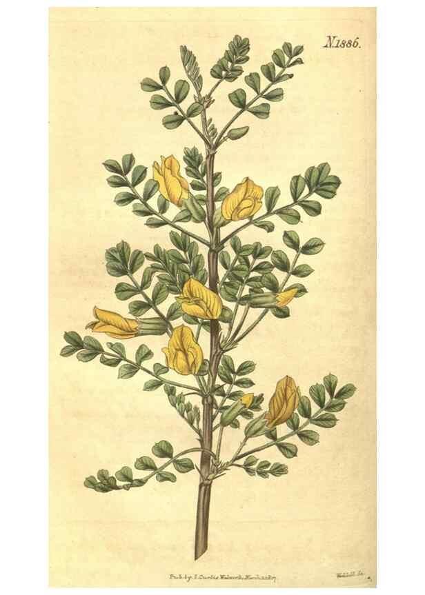 Reproducción/Reproduction 35057761891: Curtis's botanical magazine.. London ; New York [etc.] :Academic Press [etc.]