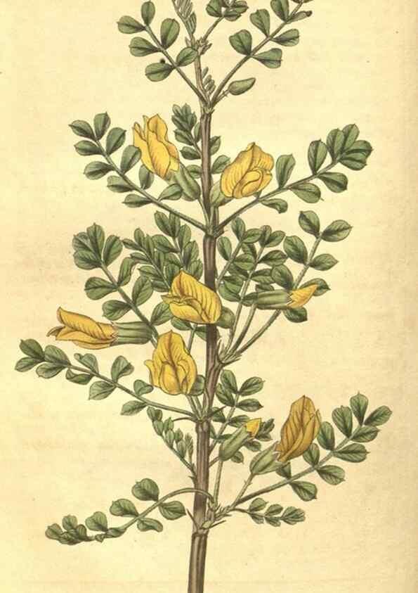 Reproducción/Reproduction 35057761891: Curtis's botanical magazine.. London ; New York [etc.] :Academic Press [etc.]