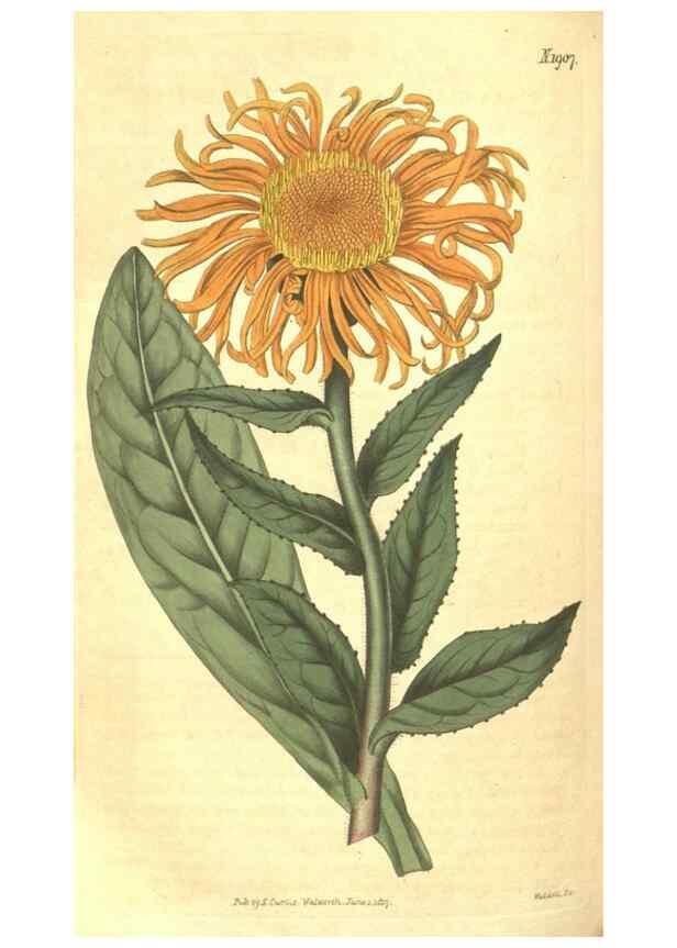 Reproducción/Reproduction 35188506675: Curtis's botanical magazine.. London ; New York [etc.] :Academic Press [etc.]