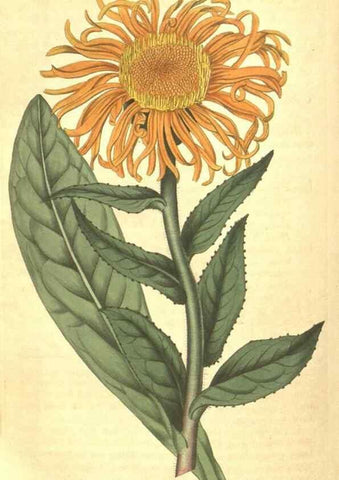 Reproducción/Reproduction 35188506675: Curtis's botanical magazine.. London ; New York [etc.] :Academic Press [etc.]